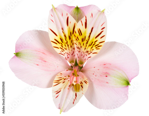 Single Pink Alstroemeria Bloom Top View with Soft Petal Details, Transparent PNG.