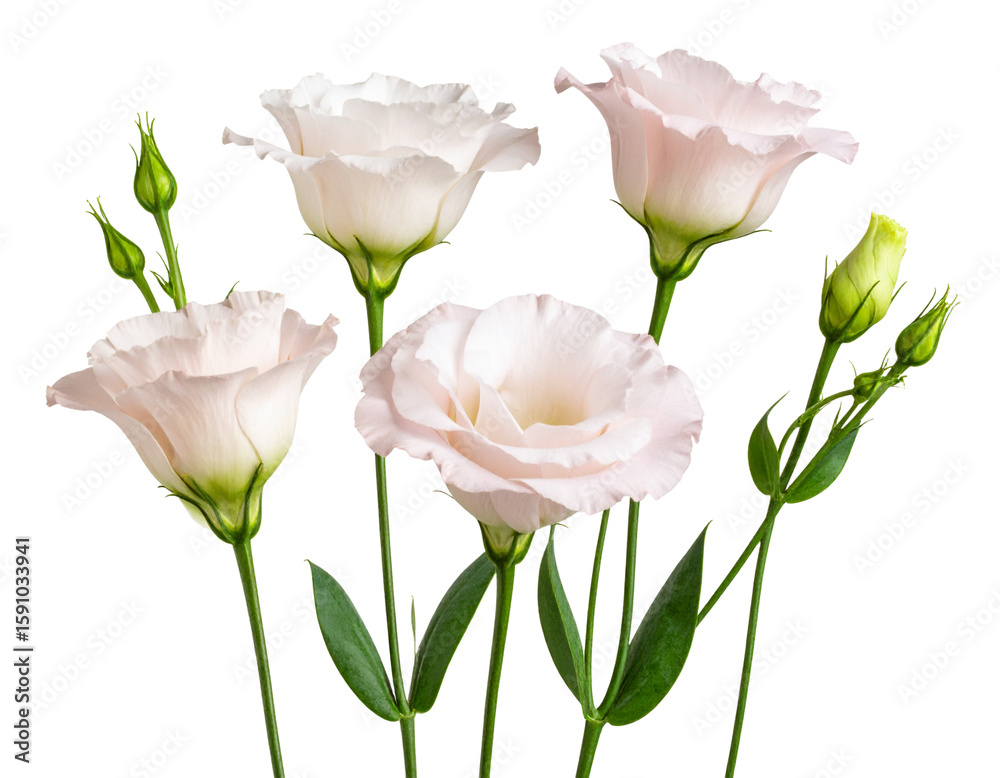 Obraz premium Botanical Trio of Pink Eustoma Flowers at Different Bloom Stages, Transparent PNG.