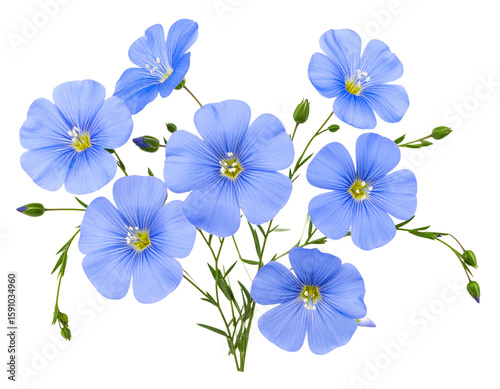 Botanical Composition of Multiple Blue Flax Flowers with Stems and Leaves, Transparent PNG.
