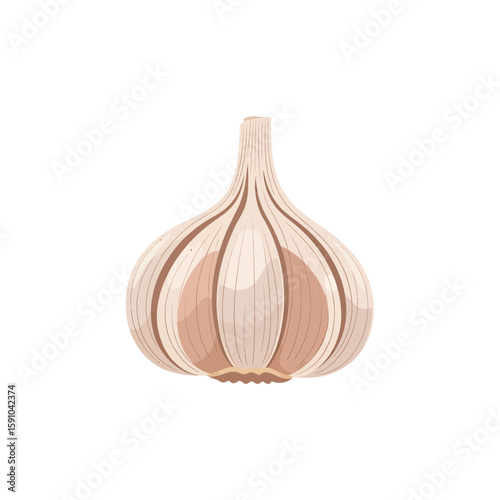 A single bulb of garlic, whole and unpeeled, shown in a detailed illustration against a white background.