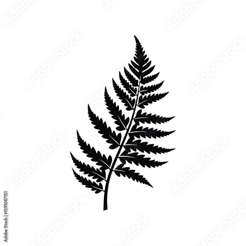A black and white vector illustration of a fern leaf isolated on white background, representing nature and tropical foliage