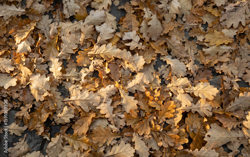 Colorful autumn leaves blanket the ground in a serene forest setting during late afternoon sunlight
