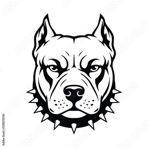 A determined pitbull head with spiked collar is presented in black and white, isolated on white background