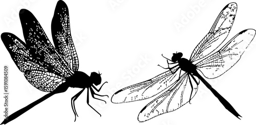 Detailed Dragonfly Silhouette and Line Art Illustration