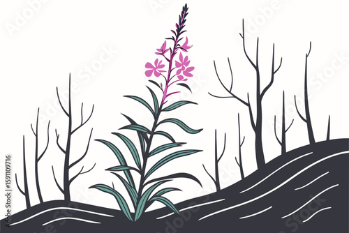 Fireweed growing out of a charred forest floor, symbolizing regrowth and resilience after wildfire, with contrasting black and pink hues,