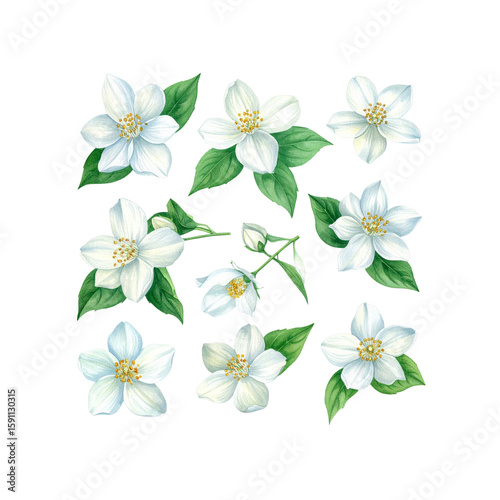 Delicate watercolor jasmine flowers with leaves isolated on transparent background