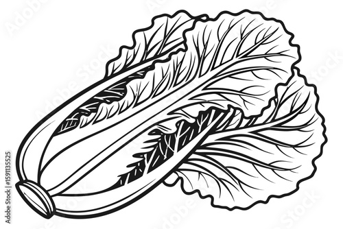 A crisp head of napa cabbage, isolated on a white background