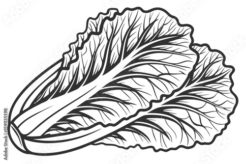 A crisp head of napa cabbage, isolated on a white background