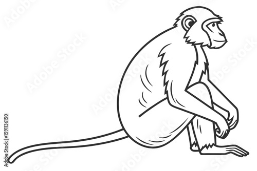 Monkey sitting on a plain white background