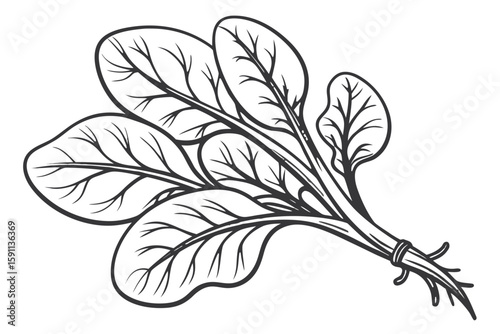 A bunch of fresh spinach leaves isolated on a white background