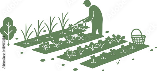 Person Harvesting Vegetables in Garden Plot