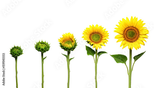 Sunflower growth stages sunflower blossom sunflower development cycle on transparent background