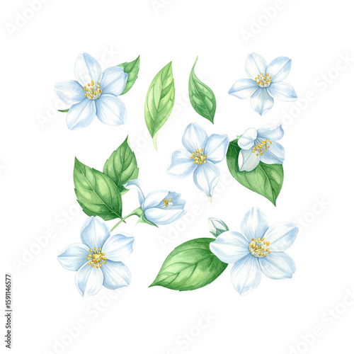 Delicate watercolor jasmine flowers and leaves illustration on transparent background