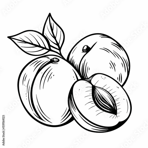 Monochrome hand-drawn vector of whole and halved apricots with leaves and visible seed, symbolizing fresh seasonal fruit, organic produce, and healthy nutrition  
