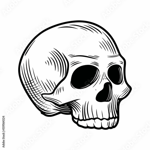 Monochrome hand-drawn vector of a human skull in side view, symbolizing anatomy, death symbolism, and classic memento mori theme in traditional engraving style  
