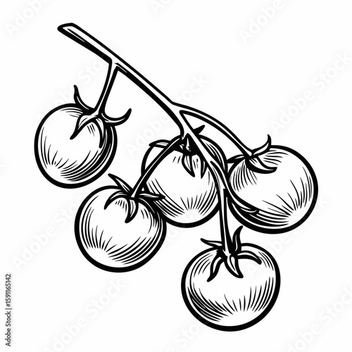 Hand-drawn cluster of tomatoes on vine in black and white style on white background, representing vegetables, organic produce, and garden harvest
