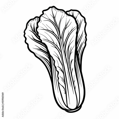 Hand-drawn napa cabbage leaf in black and white line art on white background, representing Chinese vegetable, leafy produce, and healthy food ingredient
