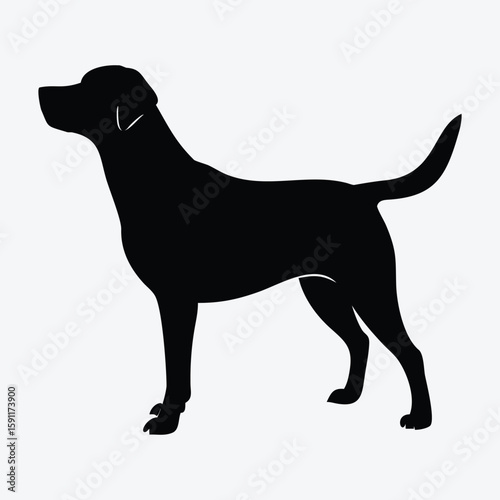 Labrador Retriever Silhouette – Athletic Standing Dog Vector Illustration