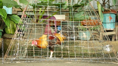 Rooster Filipino chicken cage cockfighting Philippines farm young cock chick poultry cute farm hen, bird fighting spur, inspect before buying. yes colorful farming feathers, cock tied spurs