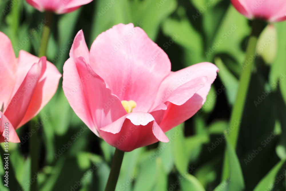 Pink Gesner's tulip is a plant Pink Gesner's tulip is a plant