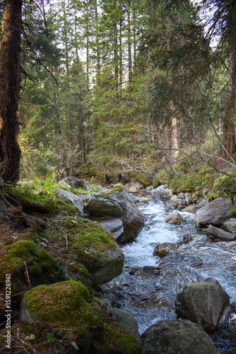 Der Wald bei Gargellen wird von einem Gebirgsbach durchschnitten