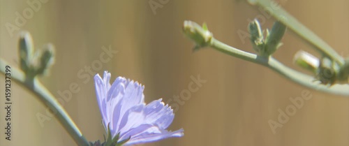 Asteraceae family flower in the field 4K anamorphic footage