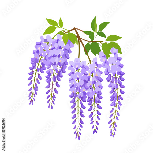 Lush wisteria branch with cascading purple flowers and green leaves, flat vector illustration.