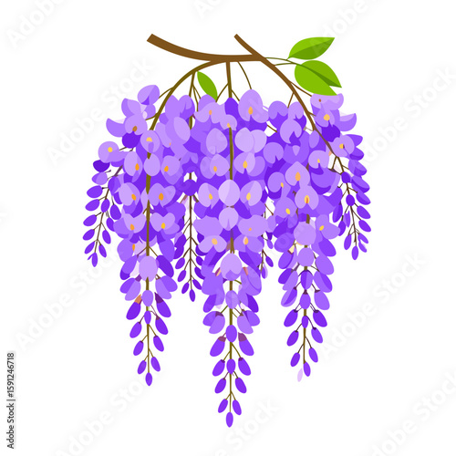 A beautiful hanging cluster of purple wisteria flowers on a branch. Stylized floral vector illustration with green leaves.