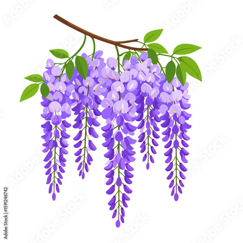 Hanging wisteria branch with cascading purple flowers and green leaves. A beautiful flat vector floral illustration.