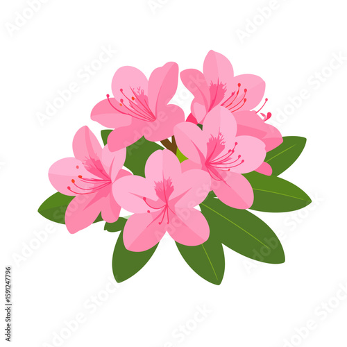 Lush cluster of pink azalea flowers with prominent stamens and green leaves. Flat vector illustration.