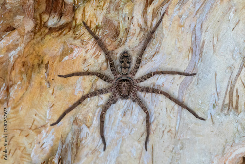 Jungle Huntsman Spider Blending into Tree Bark