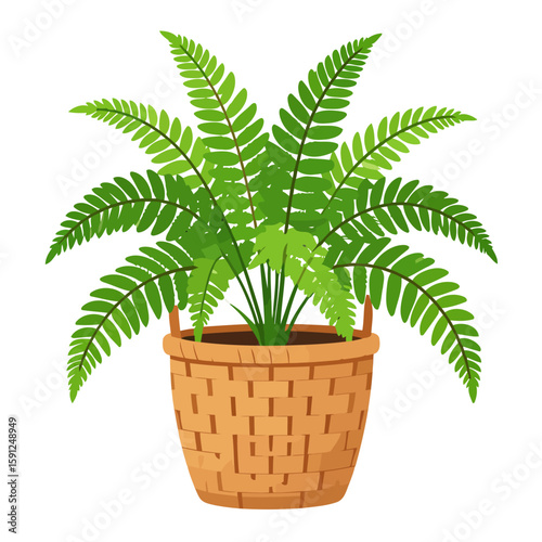 Lush green fern houseplant with detailed fronds in a tan woven wicker basket.