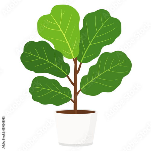 Lush green fiddle-leaf fig plant illustration in a simple white ceramic pot.