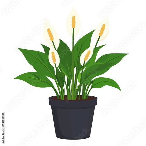 Lush Peace Lily (Spathiphyllum) houseplant with white flowers in a dark grey pot.
