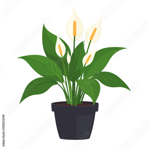 Lush Peace Lily plant illustration with vibrant green leaves and white spathe flowers in a dark grey pot.