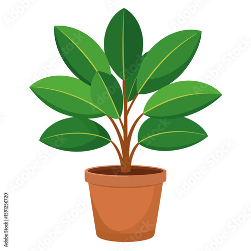 Lush green rubber plant with broad leaves in a simple terracotta pot illustration.