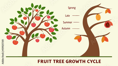 Explore fruit tree growth cycle stages apple tree development from spring to autumn with seasonal changes