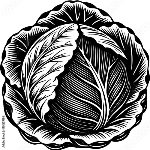 cabbage  (linocut style)