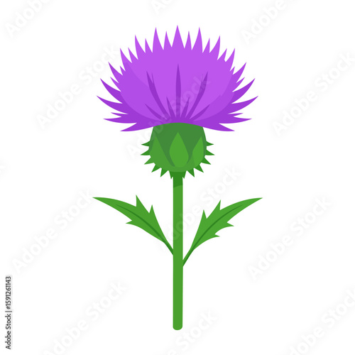 Vibrant purple thistle flower illustration with a spiky bloom, green stem, and thorny leaves.
