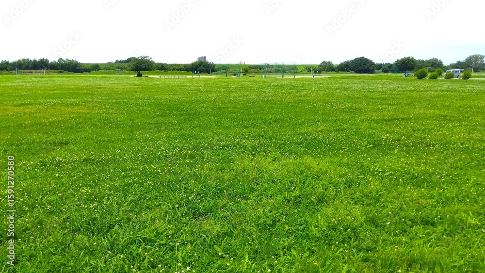 Obraz premium 初夏のシロツメクサ咲く江戸川河川敷の草原風景
