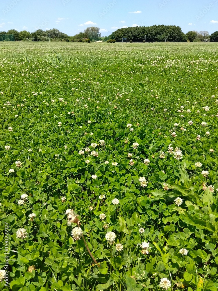 初夏のシロツメクサ咲く江戸川河川敷の草原風景 初夏のシロツメクサ咲く江戸川河川敷の草原風景