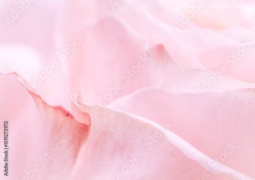 Wallpaper Mural Pink pale rose flower petals, soft focus. Macro flowers backdrop Torontodigital.ca