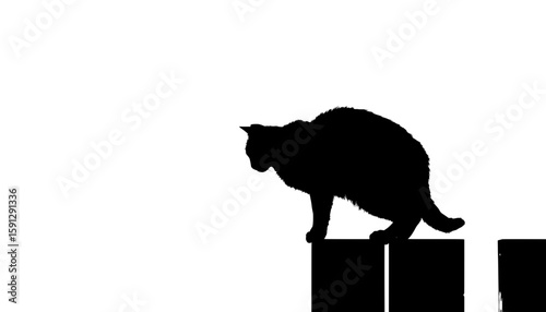 black cat sneaking on fence silhouette