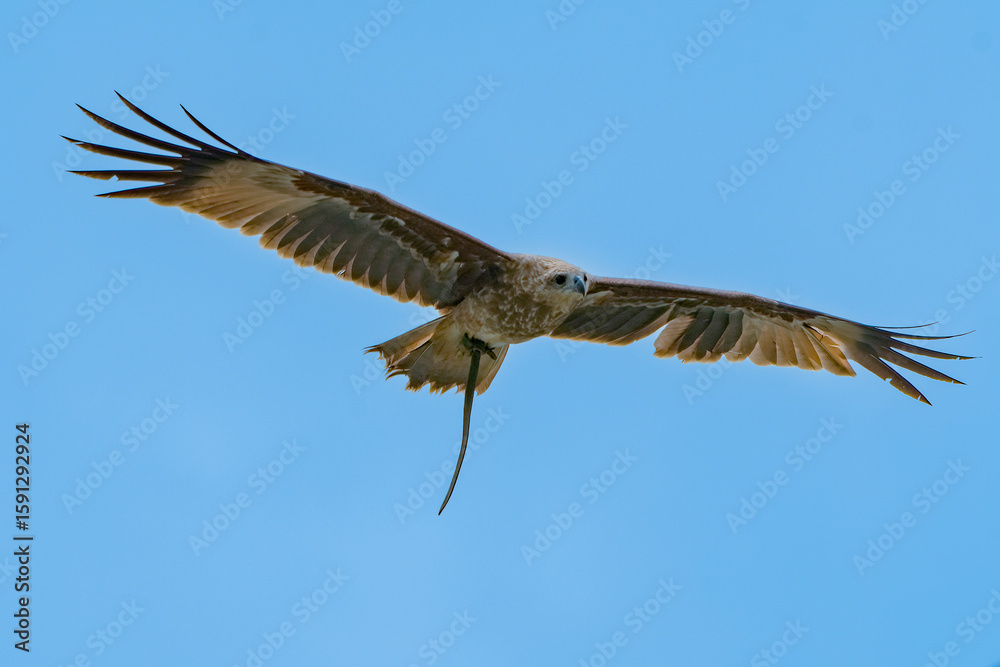 Obraz premium Changeable hawk eagle flying in the skies