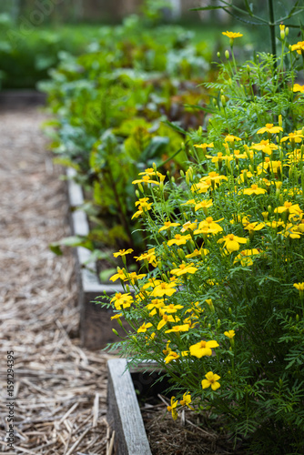 Yellow Marigolds along Mulch Path