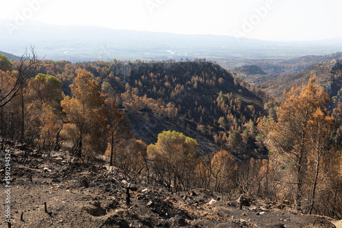 Burnt trees covering mountain landscape showing wildfire aftermath