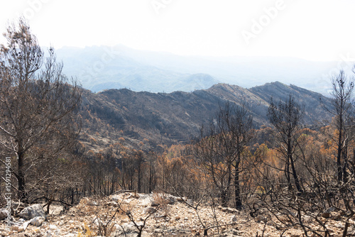 Devastating wildfire burning trees in mountain forest landscape