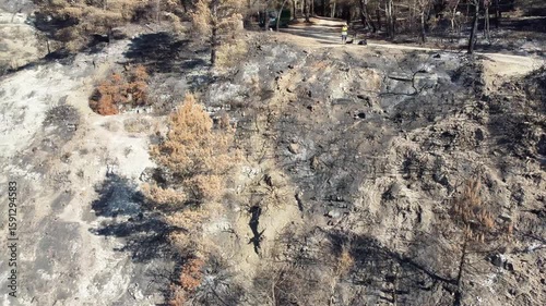Devastating wildfire aftermath: burnt trees and scorched landscape