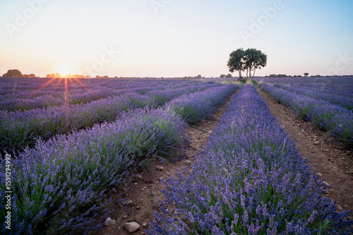 Sunset Over Sprawling Lavender Fields with a Lone Tree