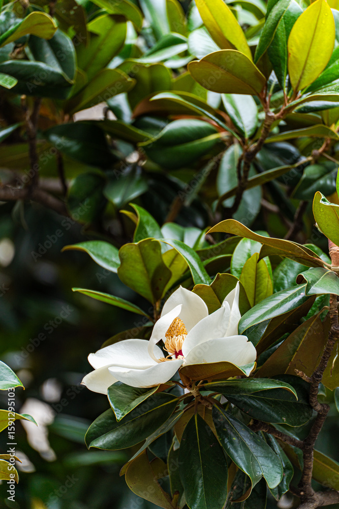 Obraz premium Beautiful white magnolia blooming in the park